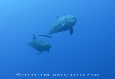 dolphins at cocos - dive travel at the right time